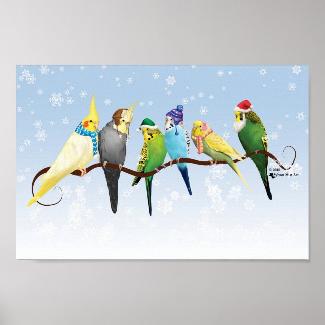 Vinterparakeets & Cockatiels Poster (Framsidan)