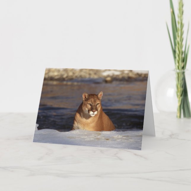 Vinterpuma Kort (Framsida)