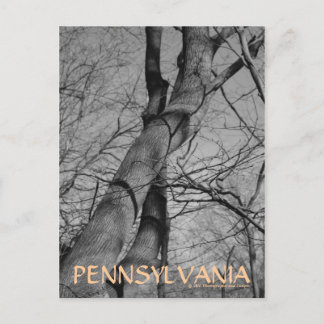 Vinters Bita om Träd Bark Pennsylvania Postcard Vykort
