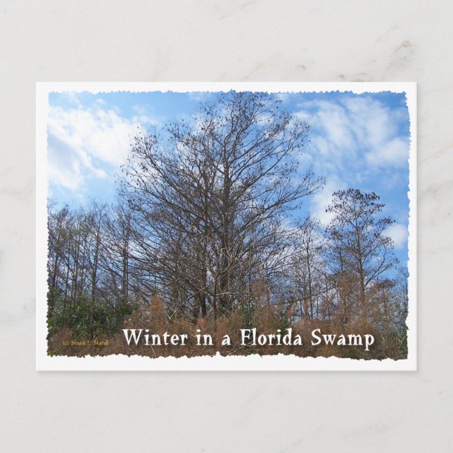 Vinterscen från Floridas cypress-sump Vykort (Framsida)