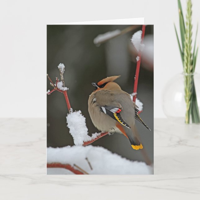 Vinterscenen - Böhmen Waxwing Kort (Framsida)
