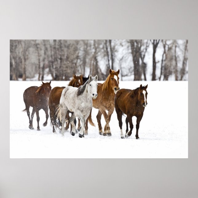 Vinterscenen med hästar på The 2 Poster (Framsidan)