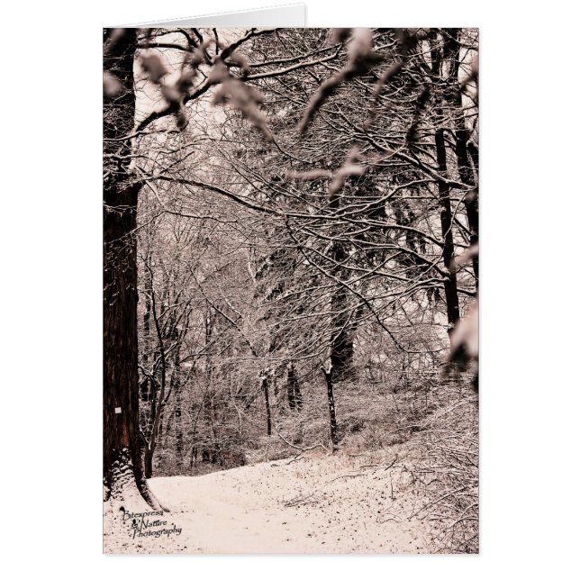 Vinterskog (5.0) hälsningskort (Framsidan)