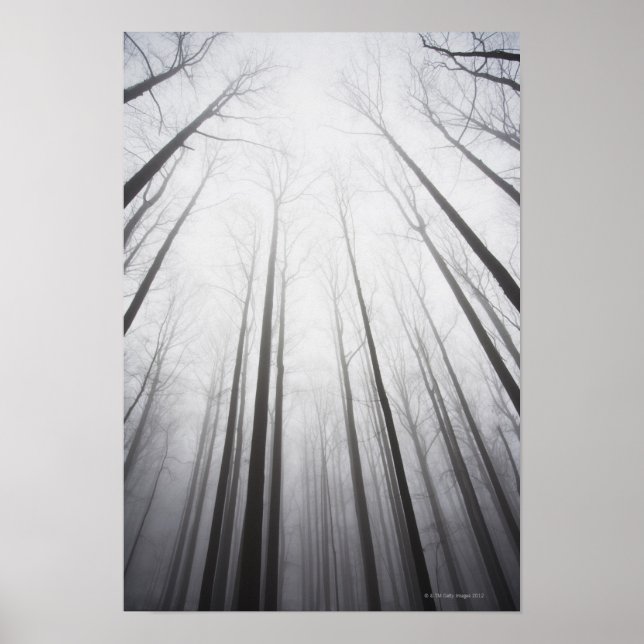 Vinterskog i dimma, New jersey Poster (Framsidan)