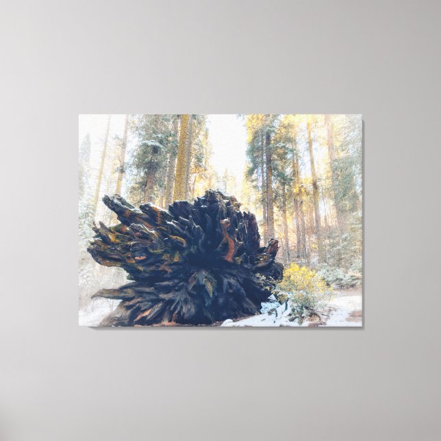 Vinterskog med fallna sequoiaträdsrötter canvastryck (Framsida)