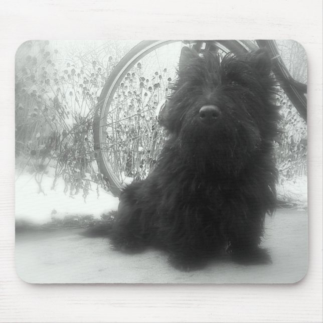 VinterskottTerrier Musmatta (Framsidan)