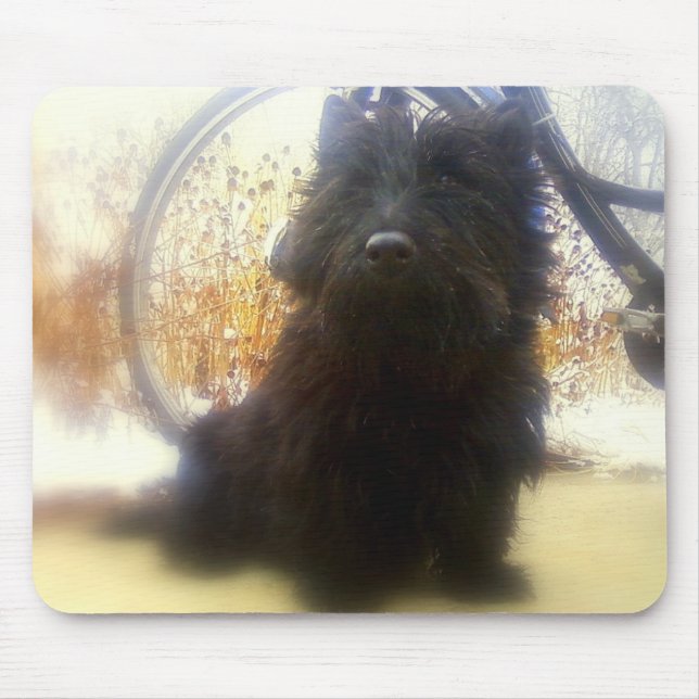 VinterskottTerrier Musmatta (Framsidan)
