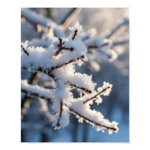 Vintersnö Frostig Trädgren Solljus