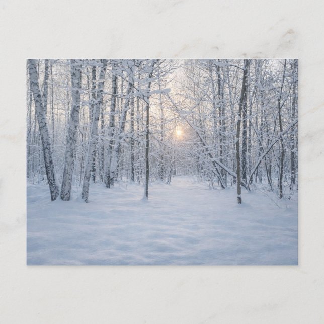 Vintersol i tyst björkskog vykort (Framsida)