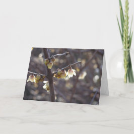 Vintersött kort (Chimonanthus praecox)