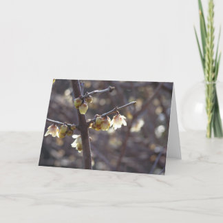 Vintersött kort (Chimonanthus praecox)