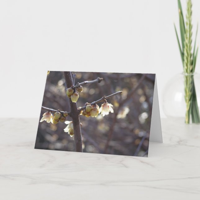 Vintersött kort (Chimonanthus praecox) (Framsida)