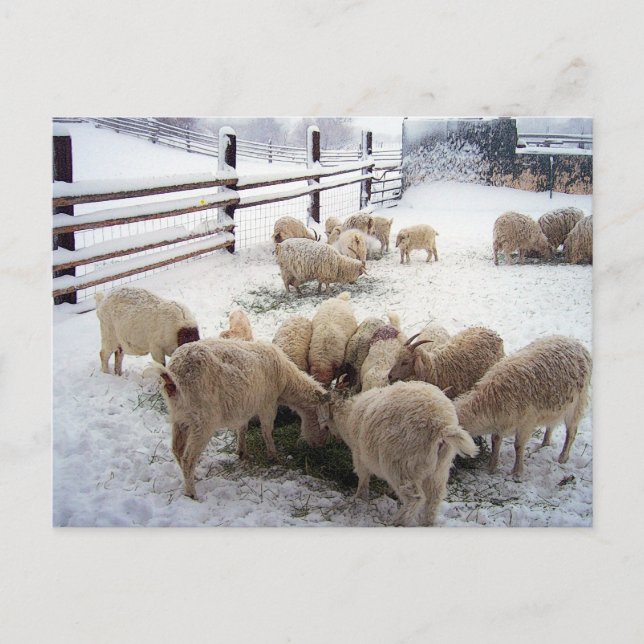 vintertid för getter vykort (Framsida)