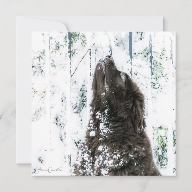 Vinterunderland Julkort (Framsida)