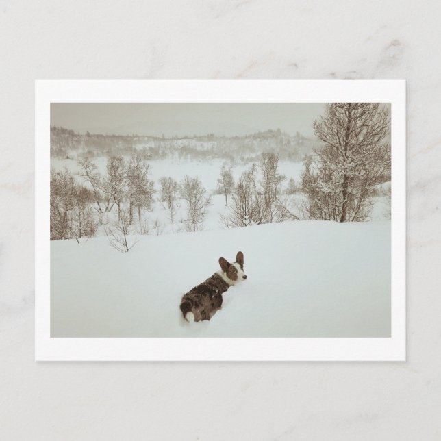Vinterundret Julkort Helg Vykort (Framsida)