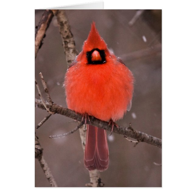 Vinterupplag Hälsningskort (Framsidan)