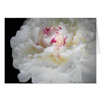 vintervit skeppare hälsningskort