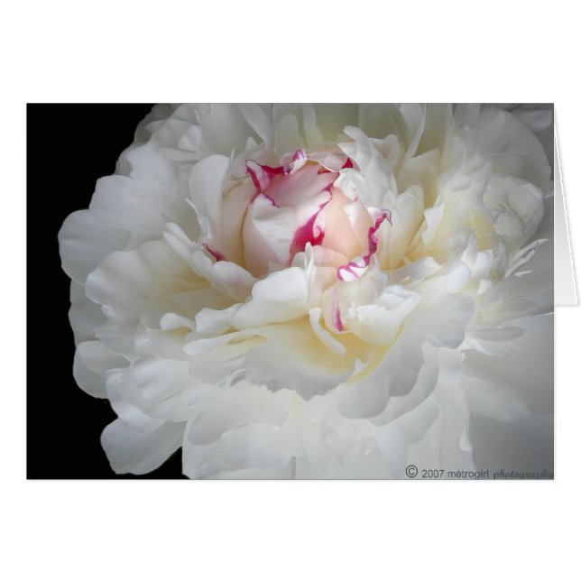 vintervit skeppare hälsningskort (Framsidan Horizontal)