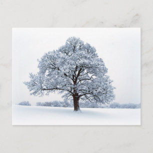 Vintervykort Snö/Julgran Helgdag Helg Vykort