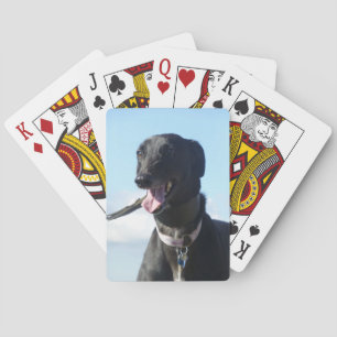 Vinthund som leker kort (4) casinokort