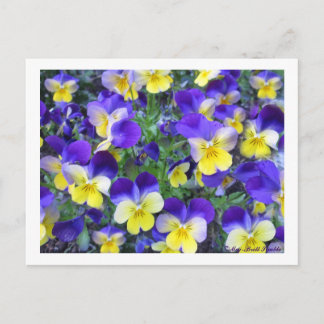 Viola cornuta vykort