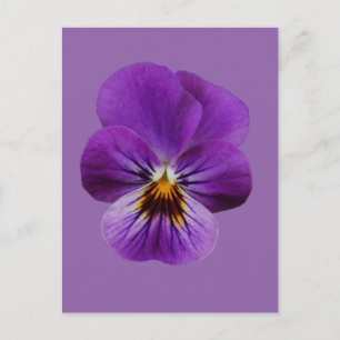 Viola Flower vycard Vykort