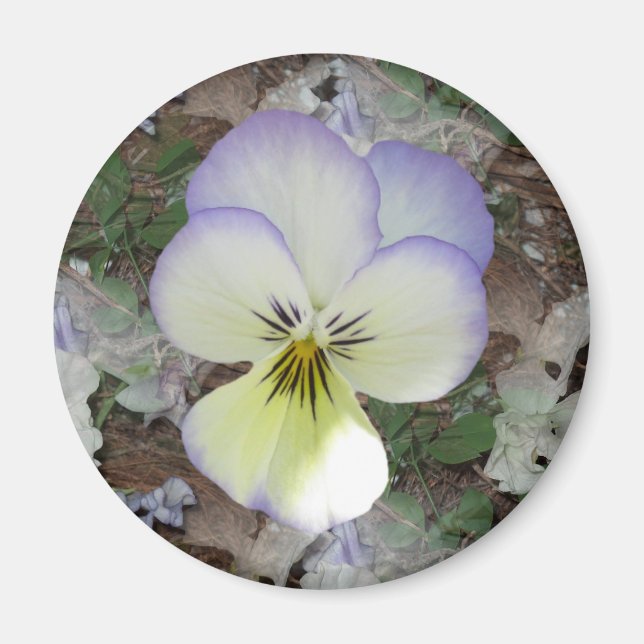 Viola Pansy ~ Lavender Cream 2 Magnet (Framsidan)