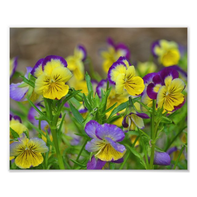 Viola Photo Print Fototryck (Framsidan)