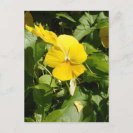 Viola "Swiss Giant Gult" Vykort