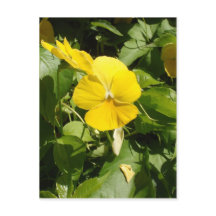 Viola "Swiss Giant Gult"