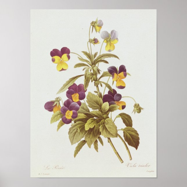 Viola Tricolor Poster (Framsidan)