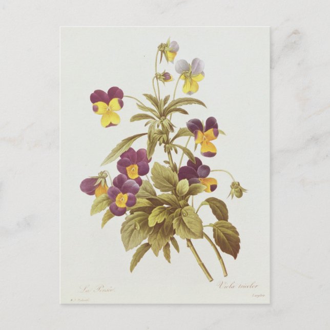 Viola Tricolor Vykort (Framsida)
