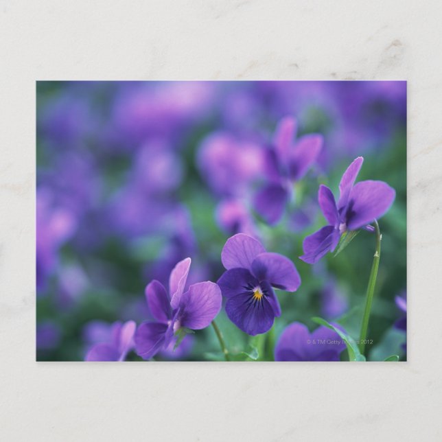 Viola Vykort (Framsida)