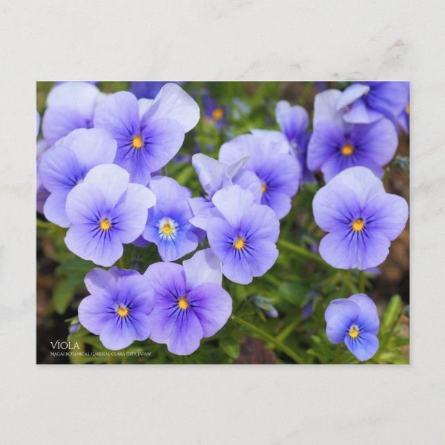 Viola:vykort Vykort (Framsida)