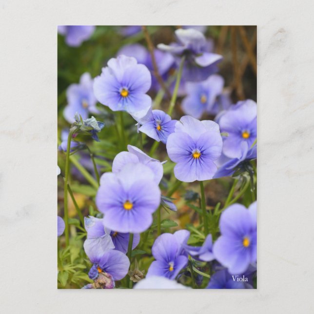 Viola [vykort] vykort (Framsida)