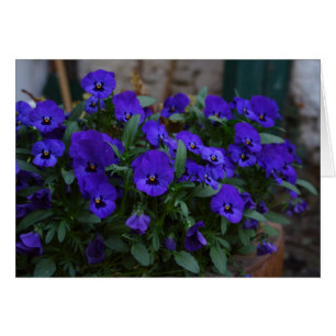 Viola wittrockiana hälsningskort