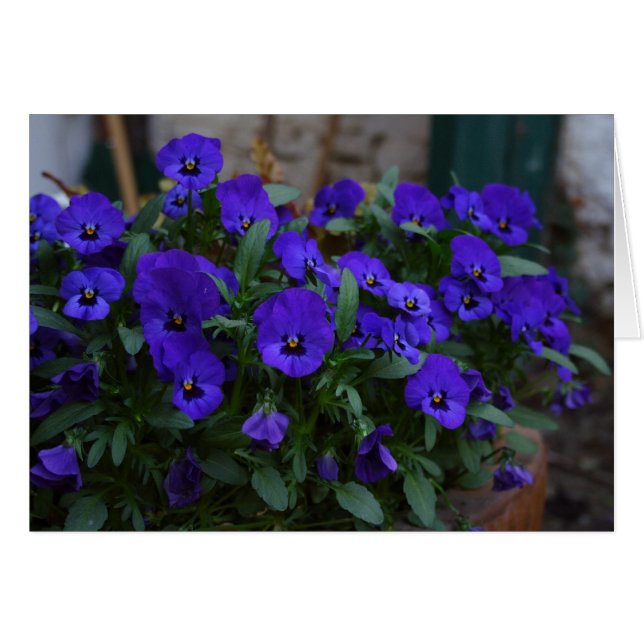 Viola wittrockiana hälsningskort (Framsidan Horizontal)