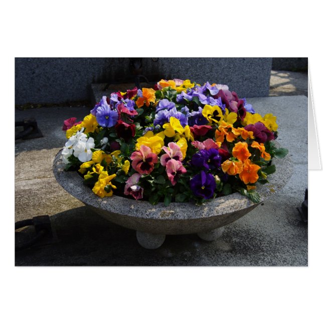 Viola wittrockiana hälsningskort (Framsidan Horizontal)