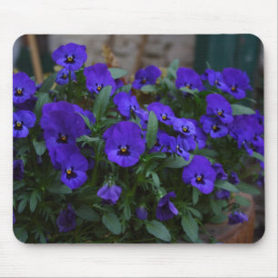 Viola wittrockiana musmatta