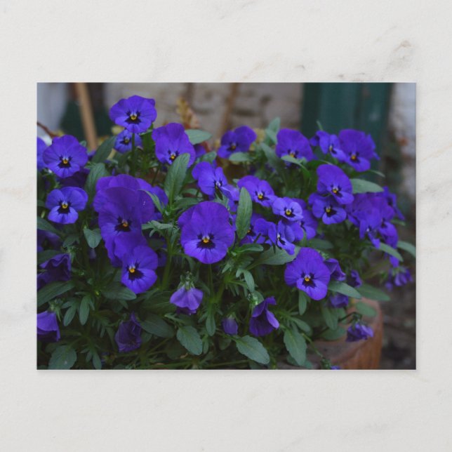 Viola wittrockiana vykort (Framsida)