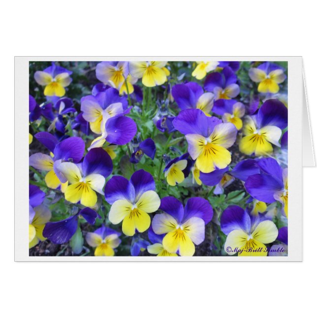 Violacornuta Hälsningskort (Framsidan Horizontal)