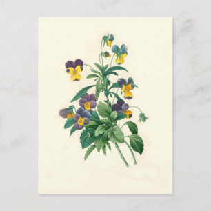 Violas av Pierre-Joseph Redouté Vykort