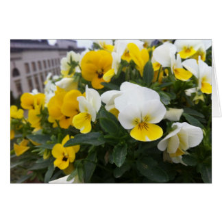 Violas i Villa di Poggio a Caiano-trädgården Hälsningskort