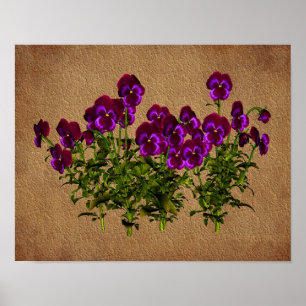 Violas On Åldras Papper Blommigt Art Poster