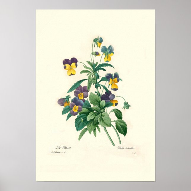 Violas Poster (Framsidan)