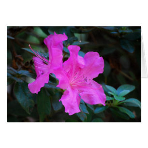 Violet Azaleas Card Hälsningskort