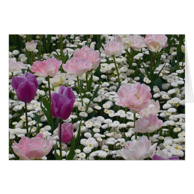 Violet bland Blekens Rosa Hälsningskort (Framsidan Horizontal)
