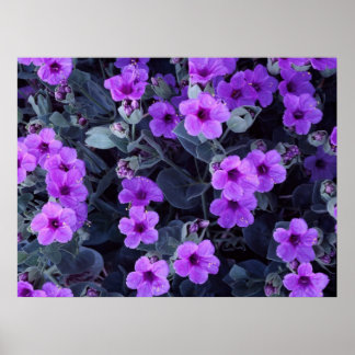 Violet blommor poster