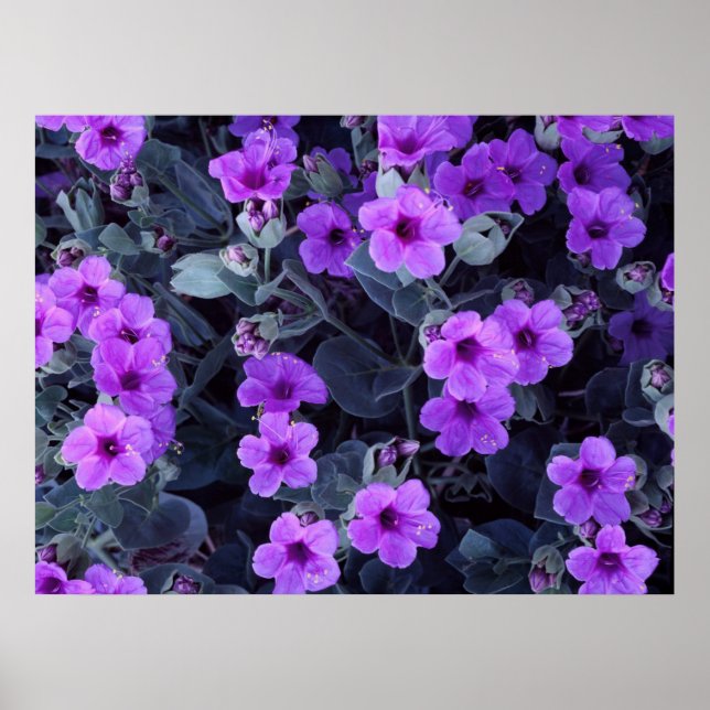 Violet blommor poster (Framsidan)