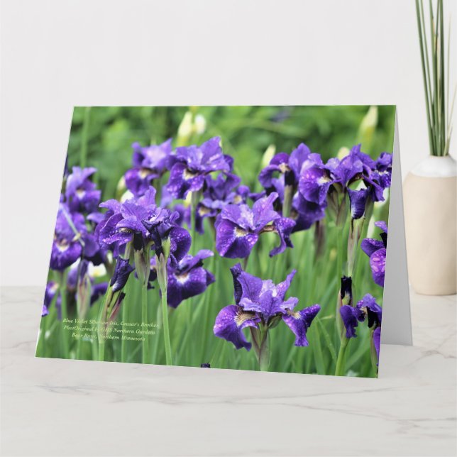 Violet Blue Siberian Iris, Ceasars bror Kort (Framsida)